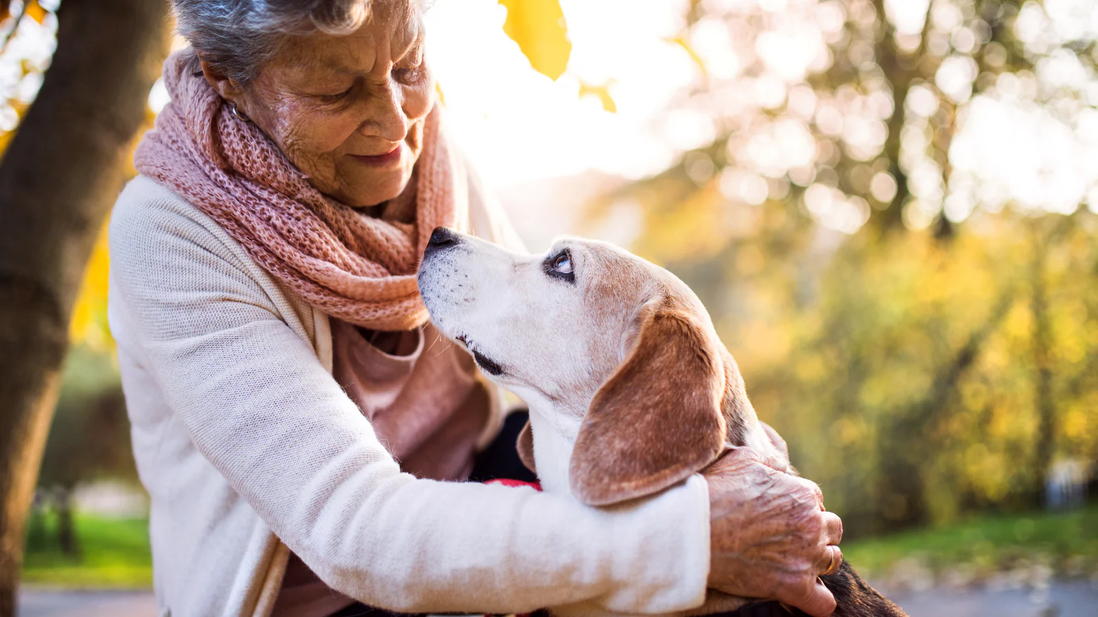 Tips for Taking Care of Senior Pets